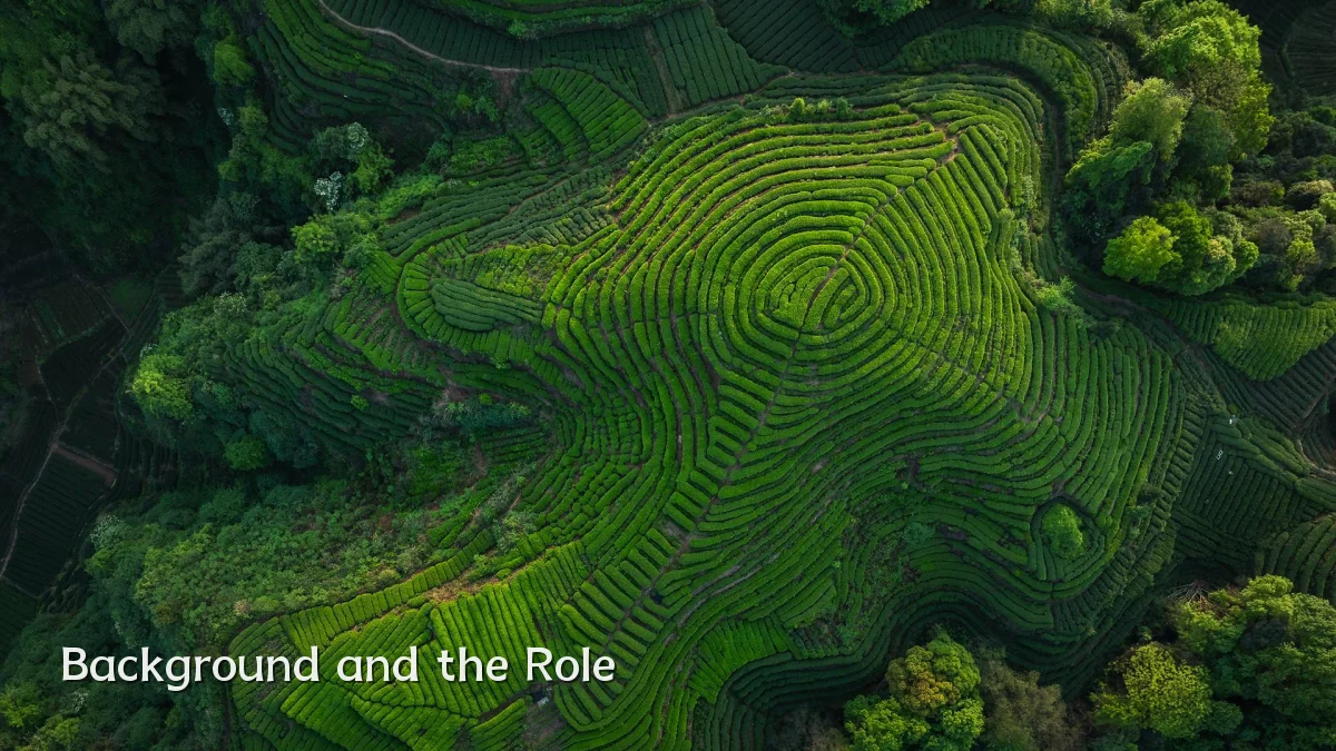 Background and the Role